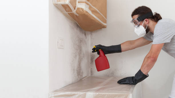 Basement Mold Remediation treatment on basement walls in Kenmore